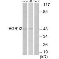 EGR1/2 Antibody