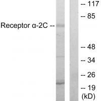 Adrenergic Receptor α-2C Antibody