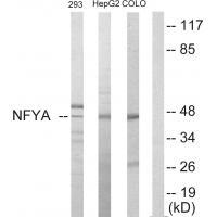 NFYA Antibody