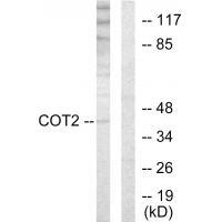 COT2 Antibody