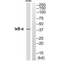 IκB-α Antibody