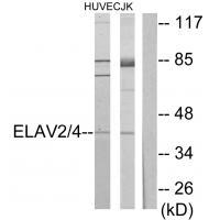 ELAV2/4 Antibody