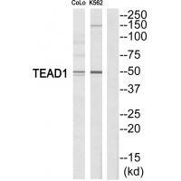 TEAD1 Antibody
