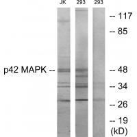 p42 MAPK Antibody
