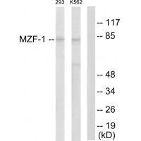 MZF Antibody