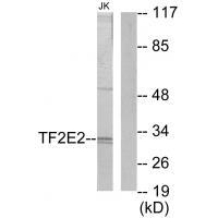 TF2E2 Antibody