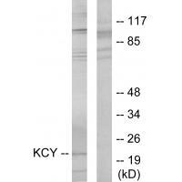 KCY Antibody