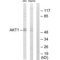 Akt Antibody
