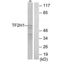 TF2H1 Antibody