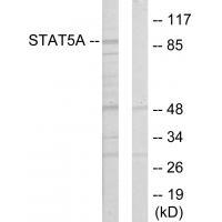 STAT5A Antibody
