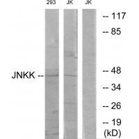 JNKK Antibody