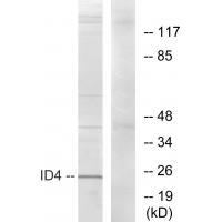 ID4 Antibody