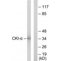 CKI-α Antibody
