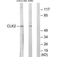 CLK2 Antibody