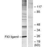 Flt3 ligand Antibody