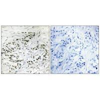 ERF Antibody