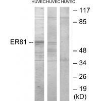 ER81 Antibody