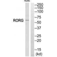 RORG Antibody