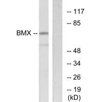 BMX Antibody