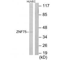 ZNF75 Antibody