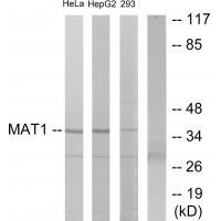 MAT1 Antibody