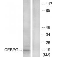 CEBPG Antibody