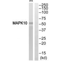 MAPK10 Antibody