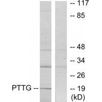 PTTG Antibody