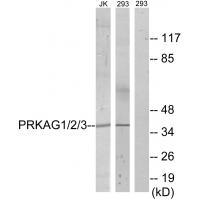 PRKAG1/2/3 Antibody
