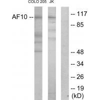 AF10 Antibody