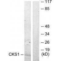 CKS1 Antibody