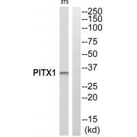 PITX1 Antibody
