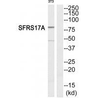 SFRS17A Antibody