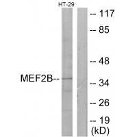 MEF2B Antibody
