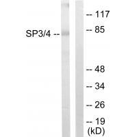 SP3/4 Antibody