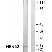 HEN1/2 Antibody