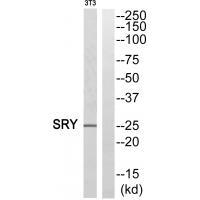 SRY Antibody