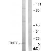TNFC Antibody