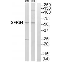 SFRS4 Antibody