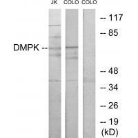 DMPK Antibody