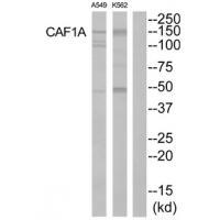 CAF1A Antibody