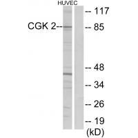 CGK 2 Antibody