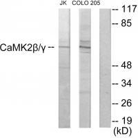CaMK2β/γ Antibody