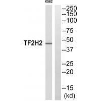 TF2H2 Antibody