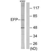 ZNF147 Antibody