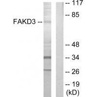 FAKD3 Antibody