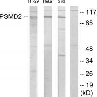 PSMD2 Antibody