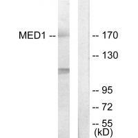 MED1 Antibody