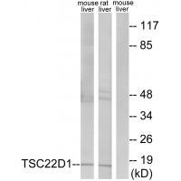 TSC22D1 Antibody