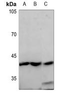 SPR1 Antibody